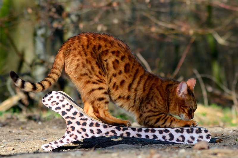 Katzenkratzpappe, billiges Kratzbrett aus Wellpappe